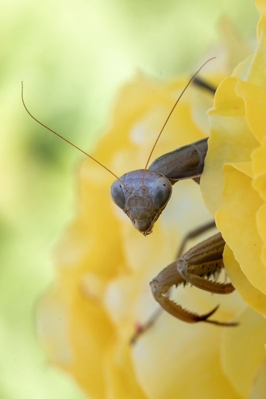 богомол, насекомые, хищник, макро, insect, mantis, macro ЧУЖОЙ фото превью