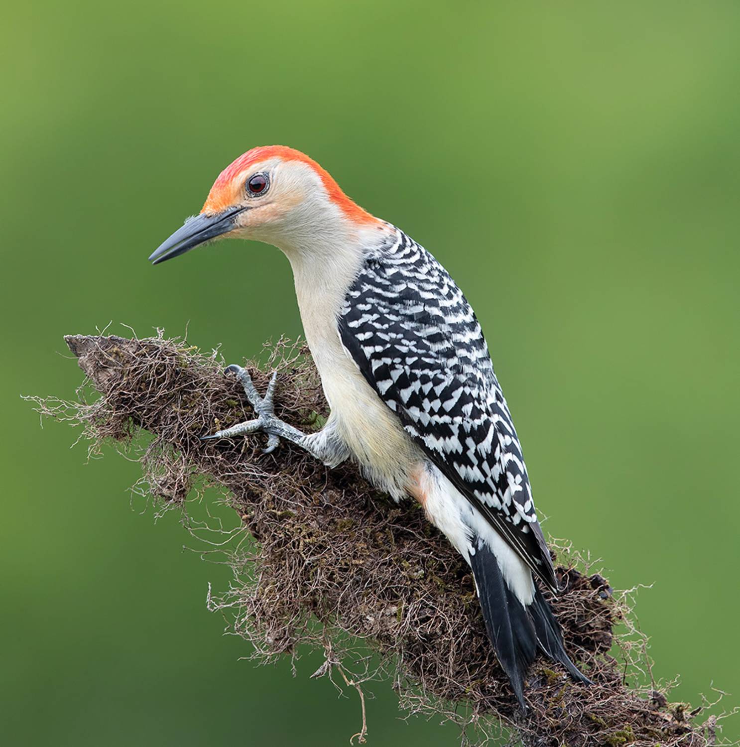 дятел, каролинский меланерпес, red-bellied woodpecker, woodpecker, Etkind Elizabeth