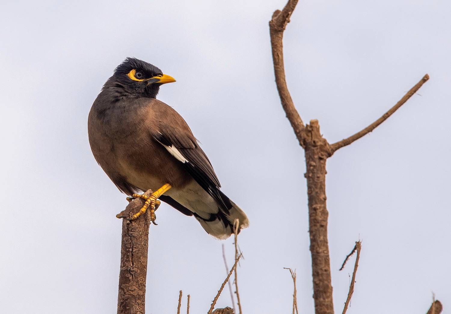 , Vladimir Bragilevsky