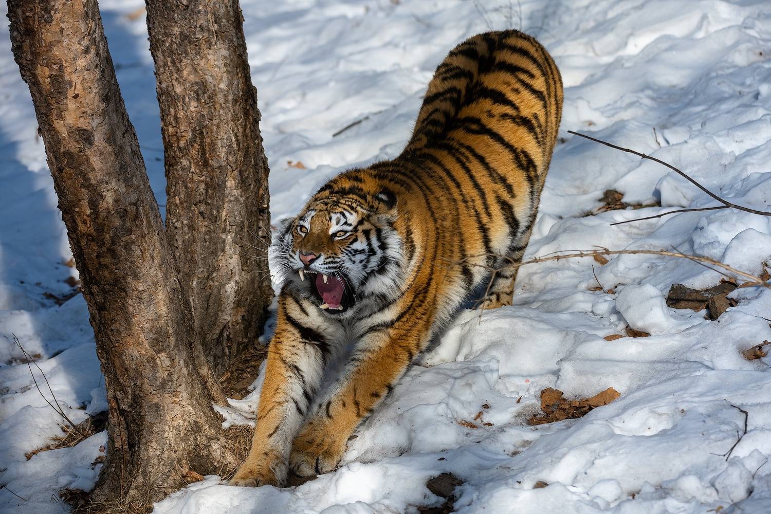приморский край, амурский тигр, Чекалев Алексей
