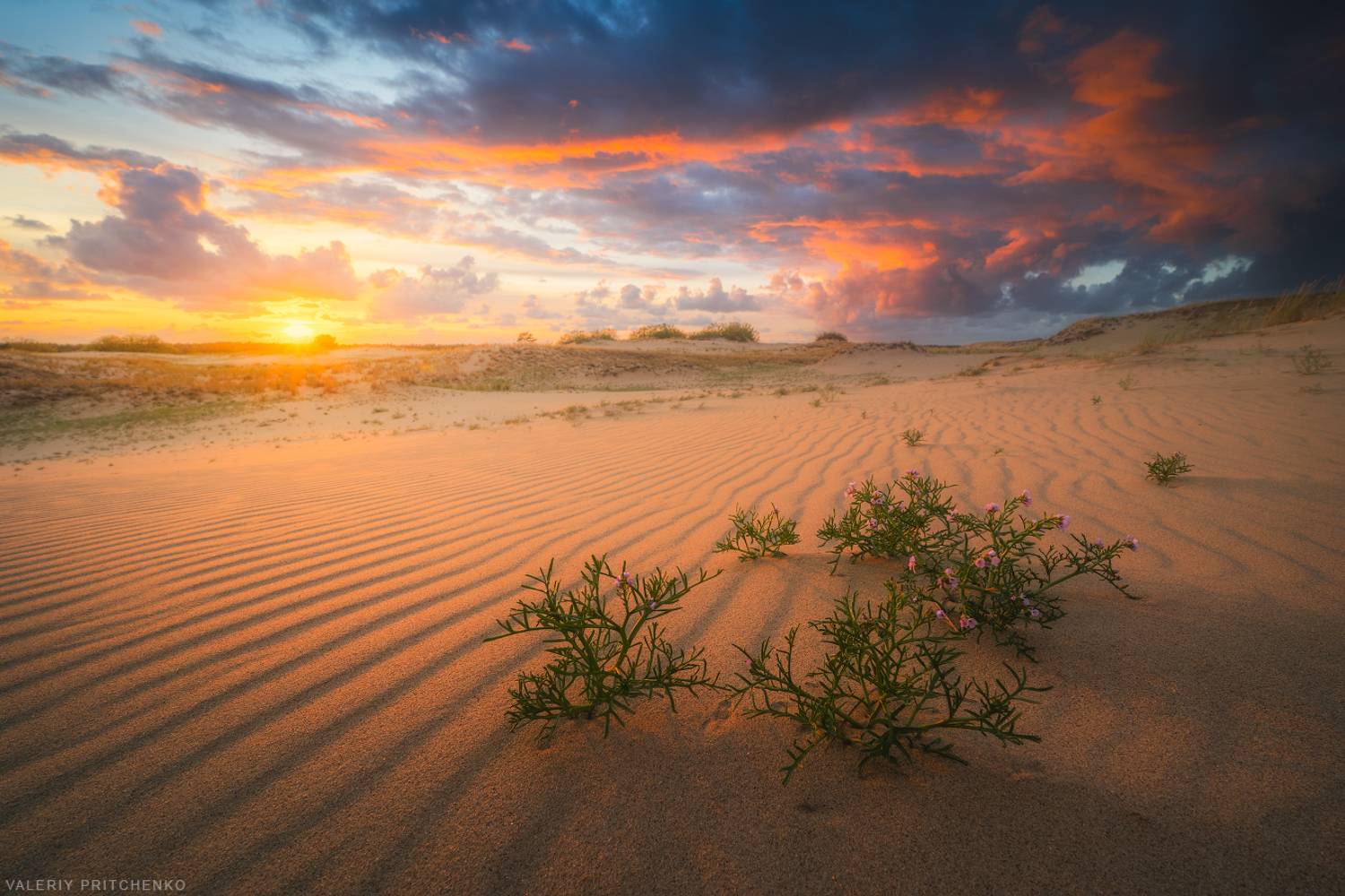 куршская коса, природа, пейзаж, вечер, закат, дюны, landscape, nature, sunset, Валерий Притченко