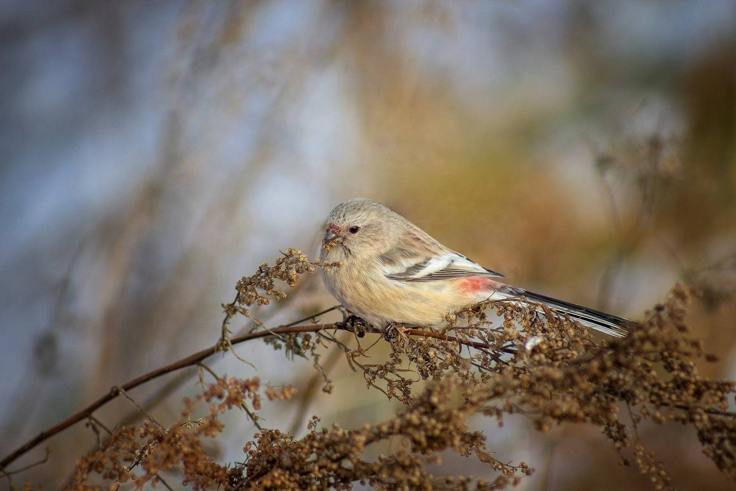 урагус, Александр Канцур