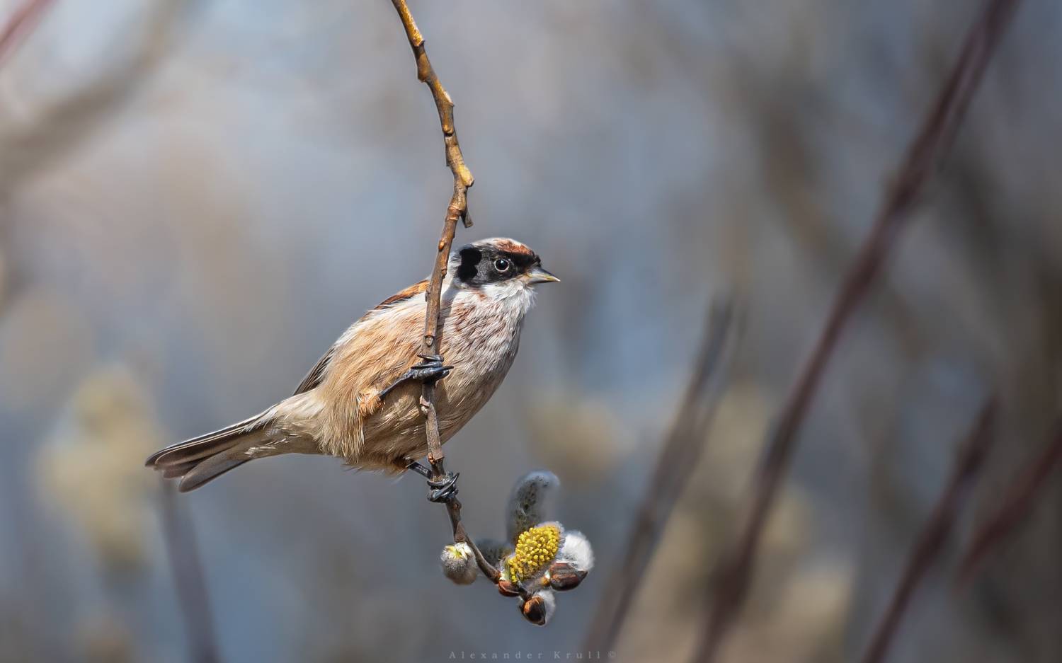 обыкновенный ремез, remiz pendulinus, Круль Александр