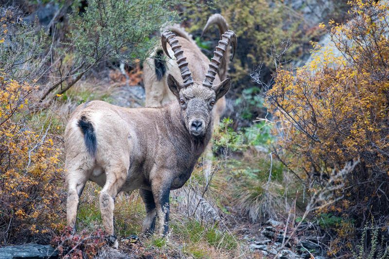 сибирский горный козел, козерог, красноярский край Козерог в осеннем фото превью