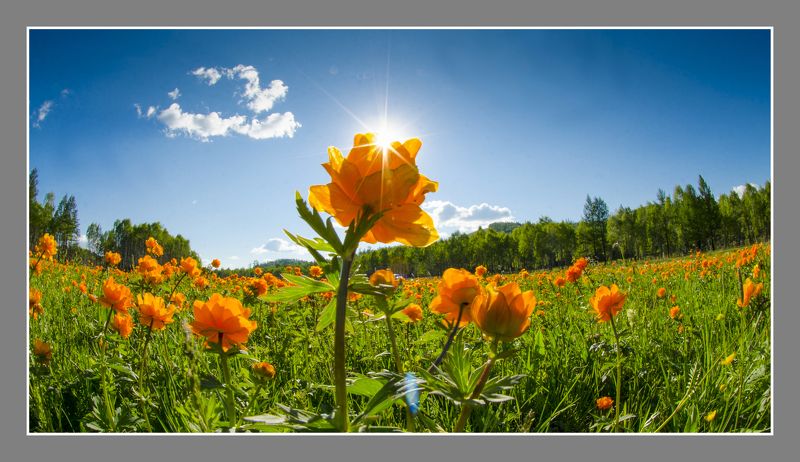 степь весна небо цветы  Жарки - цветы солнца фото превью