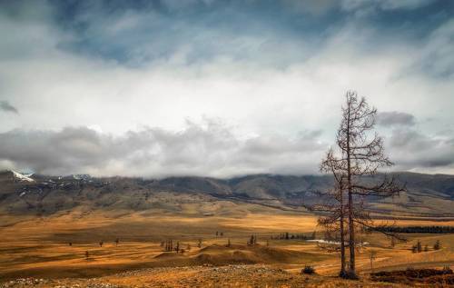 Весна в Курайской степи...