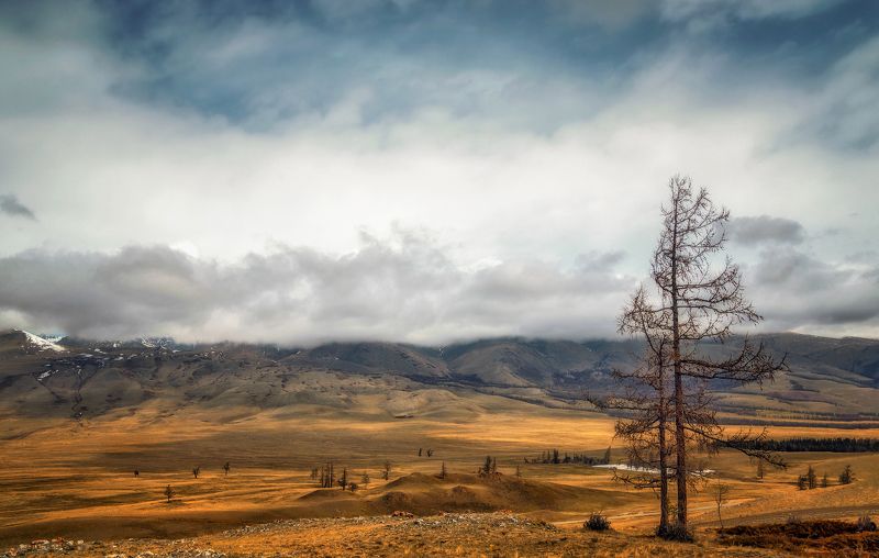 горный алтай,май,курайский хребет,лиственницы Весна в Курайской степи... фото превью