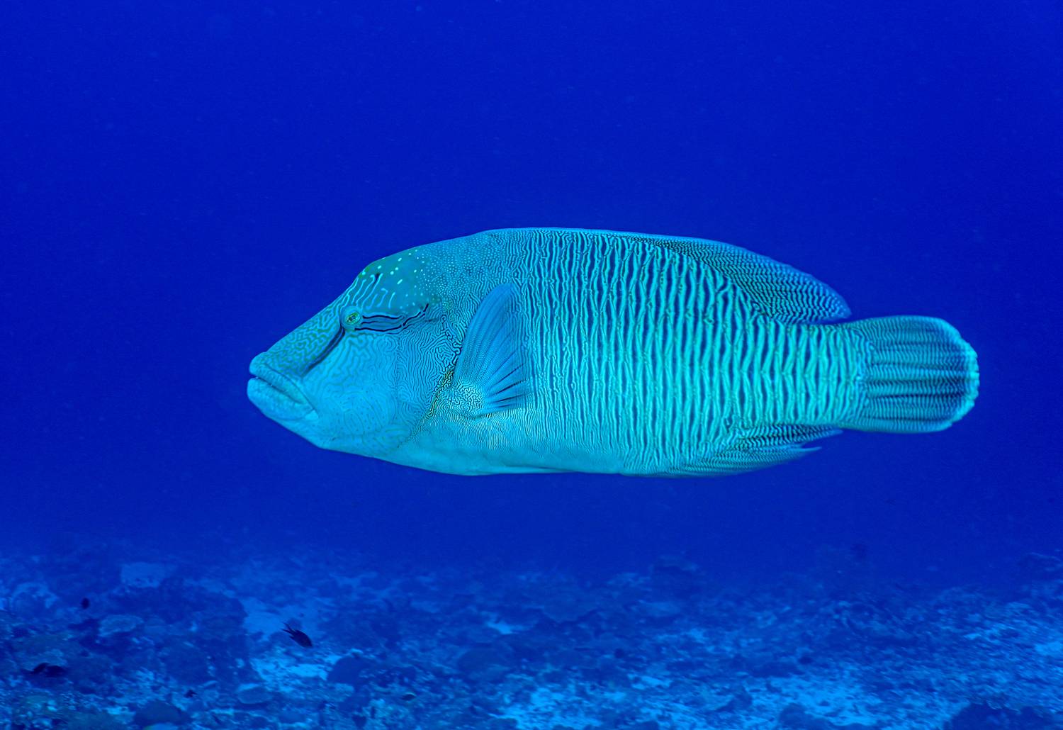 , Валерий Одинцов