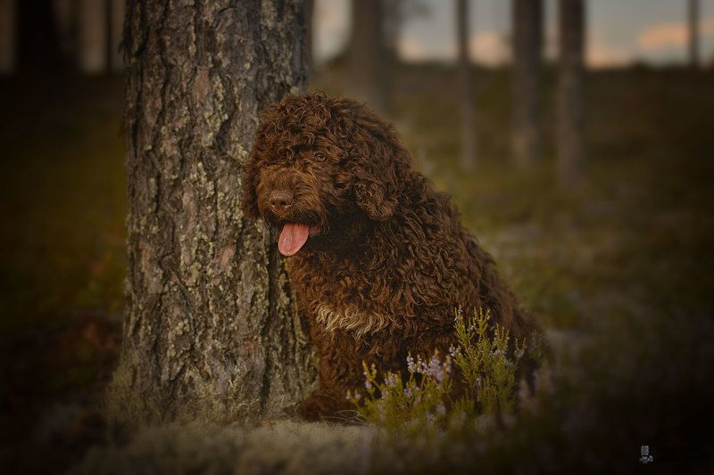 фото превью