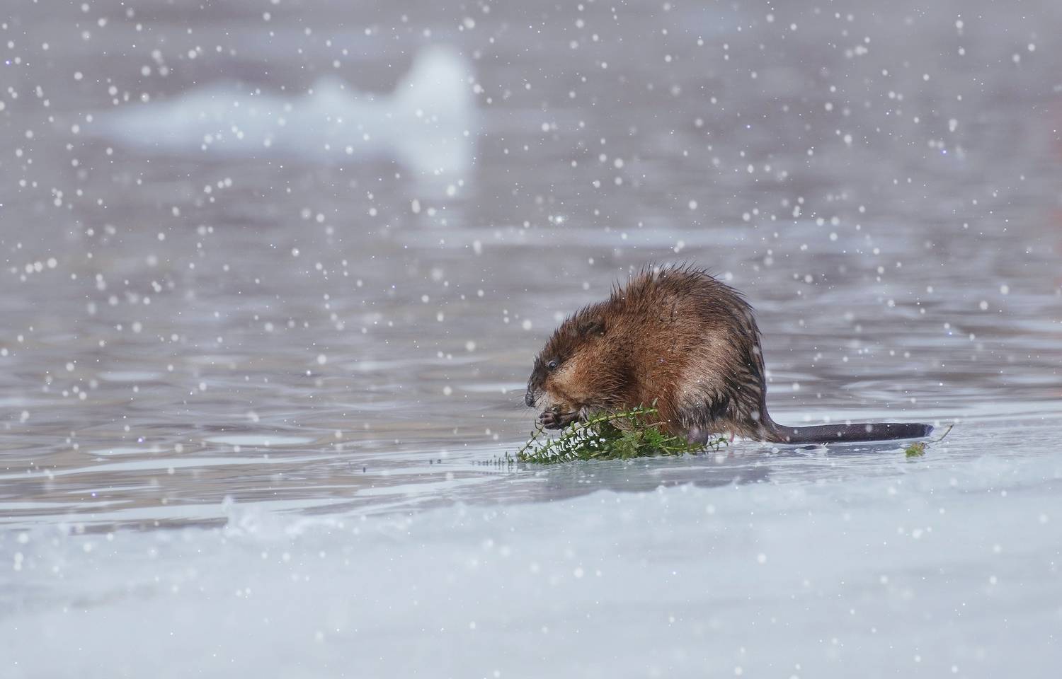 ондатра, животные, лед, трава, сибирь, енисей,, Фомина Марина