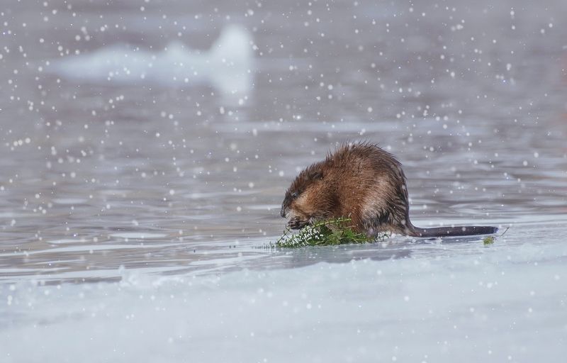 ондатра, животные, лед, трава, сибирь, енисей, Завтрак ондатры фото превью