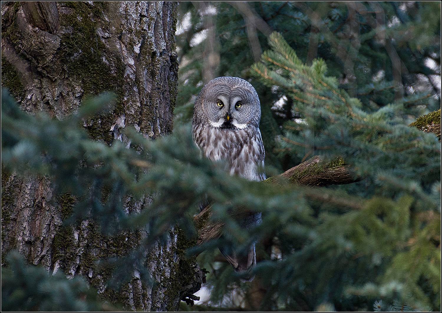 москва, март, парк, птица, АНАТОЛИЙ ДОВЫДЕНКО