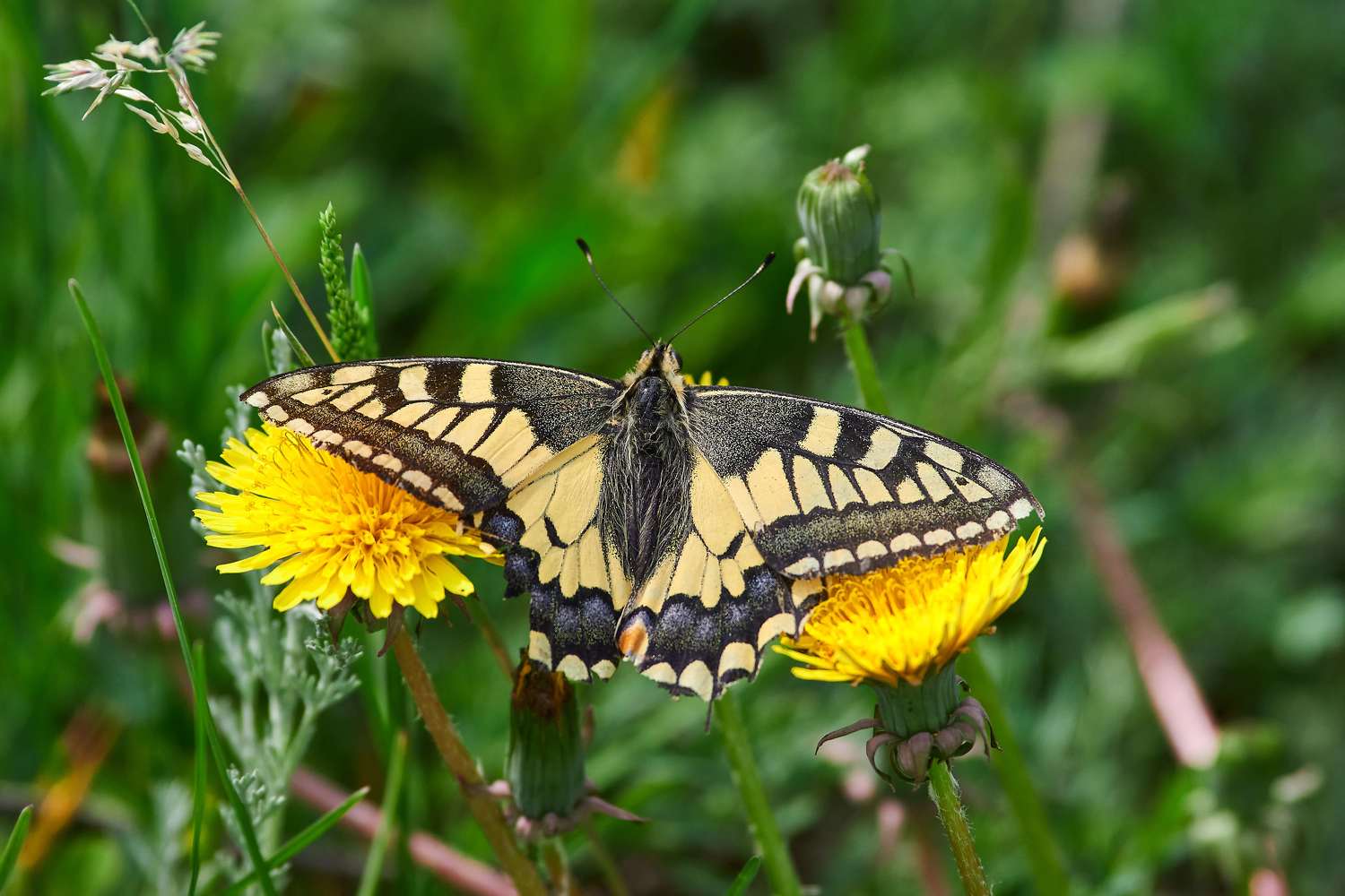 , Павел Сторчилов