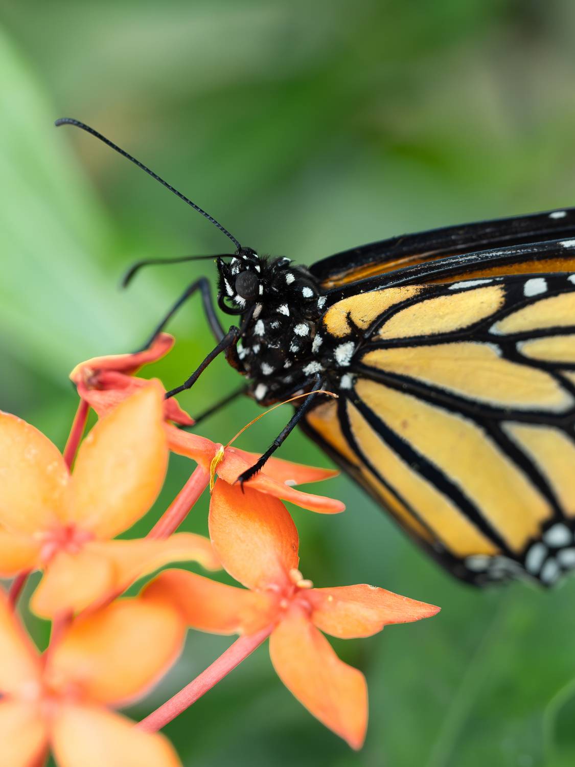 макро, бабочка, macro, butterfly, Irina Protchenko