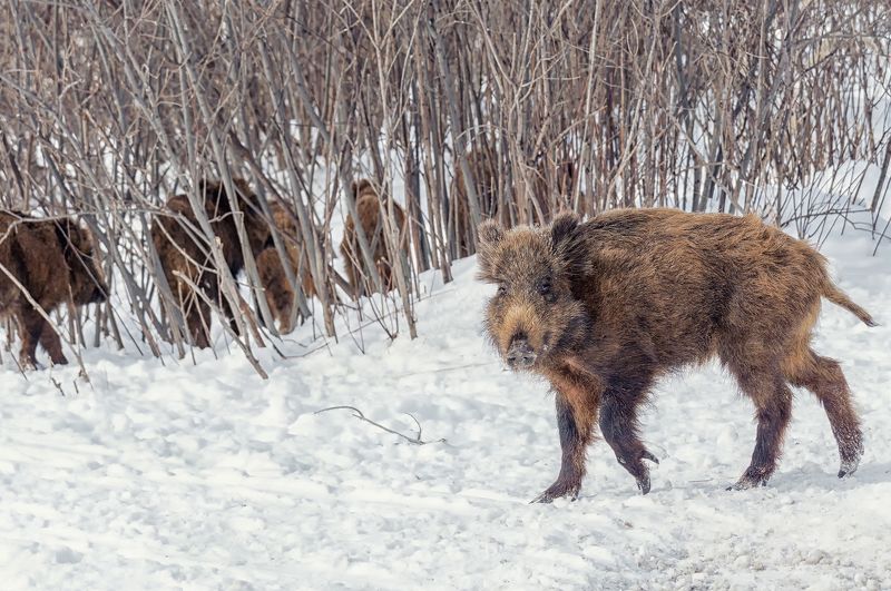 В модных сапожках.. фото превью