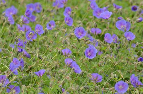 Герань Джонсонс Блю