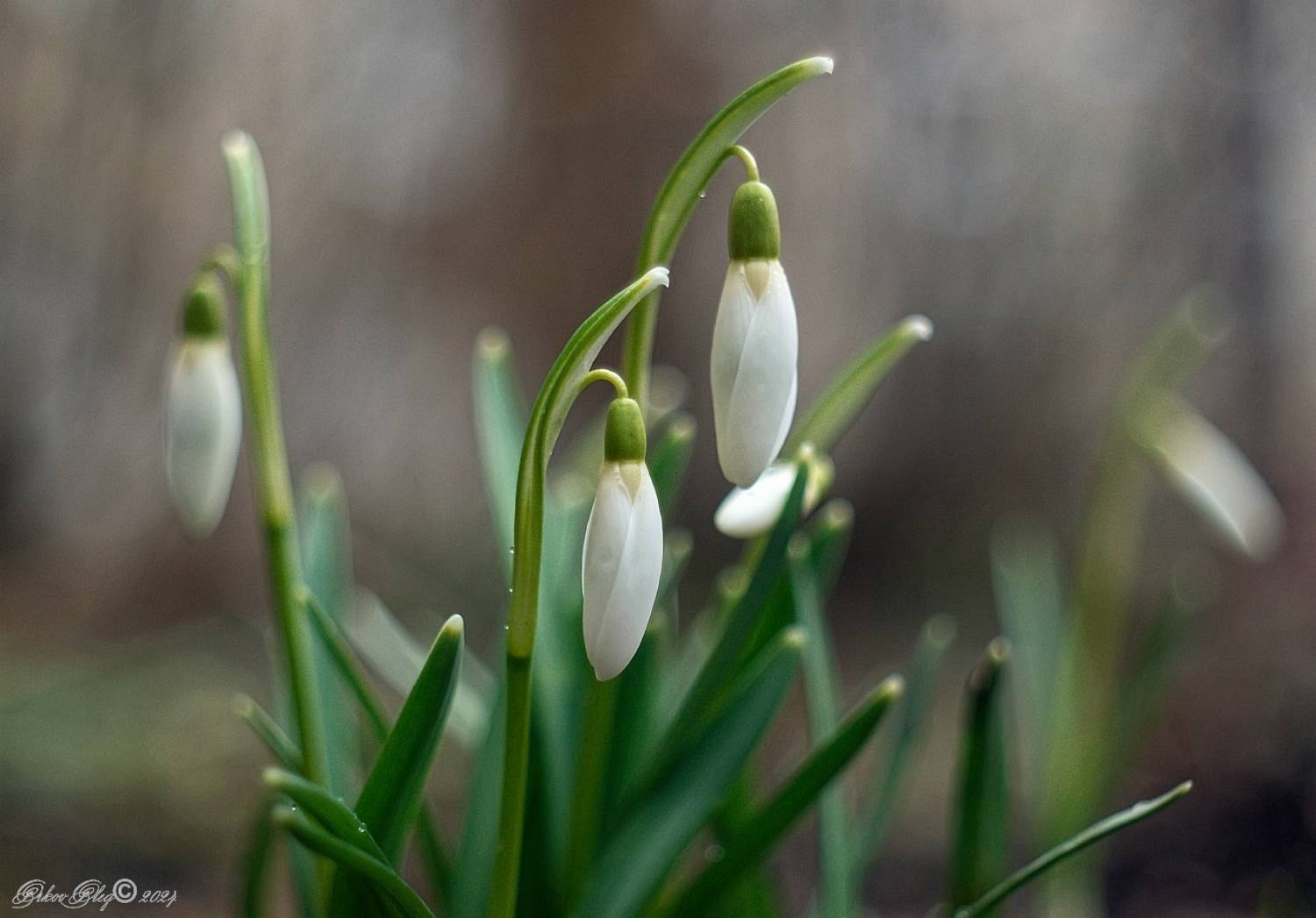 , Орлов Олег