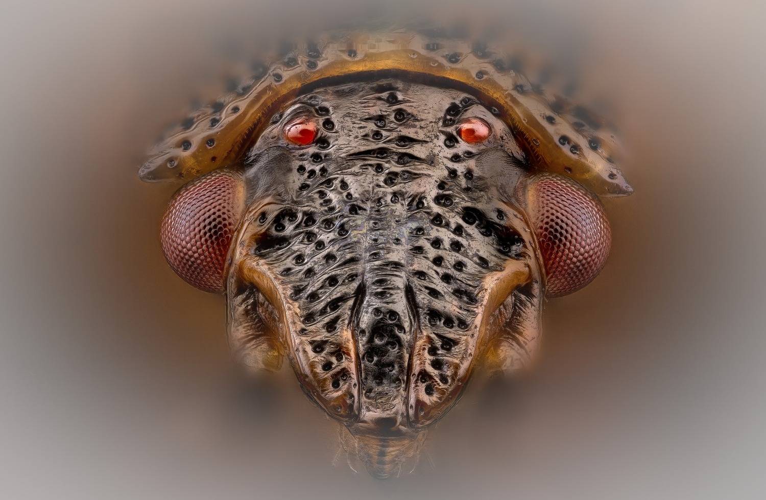 elasmucha ferrugata, щитник ржавый, Kavaliauskas Eugenijus