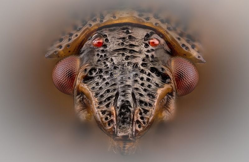 elasmucha ferrugata, щитник ржавый Щитник фото превью