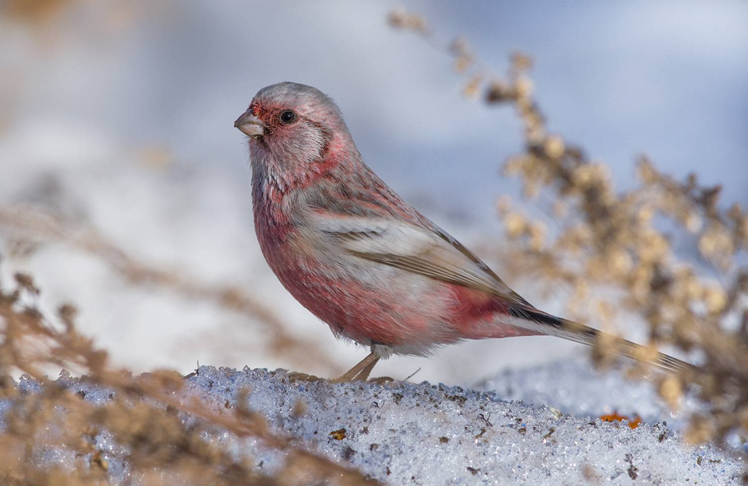 урагус,самец,длиннохвостый снегирь,март, Иван