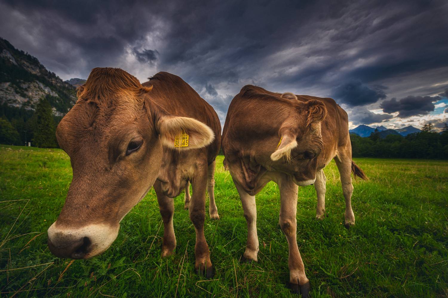 , Zavaydin Zavaydinov