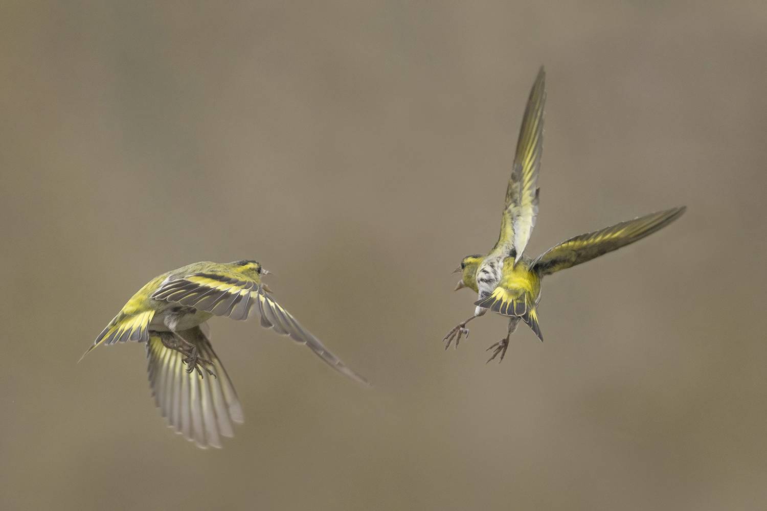 , Евгени Стефанов
