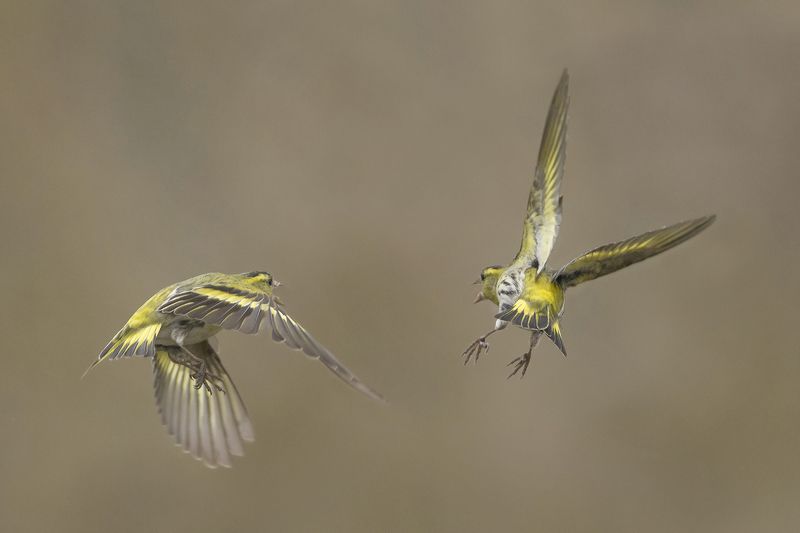 Желтый танец в небе фото превью