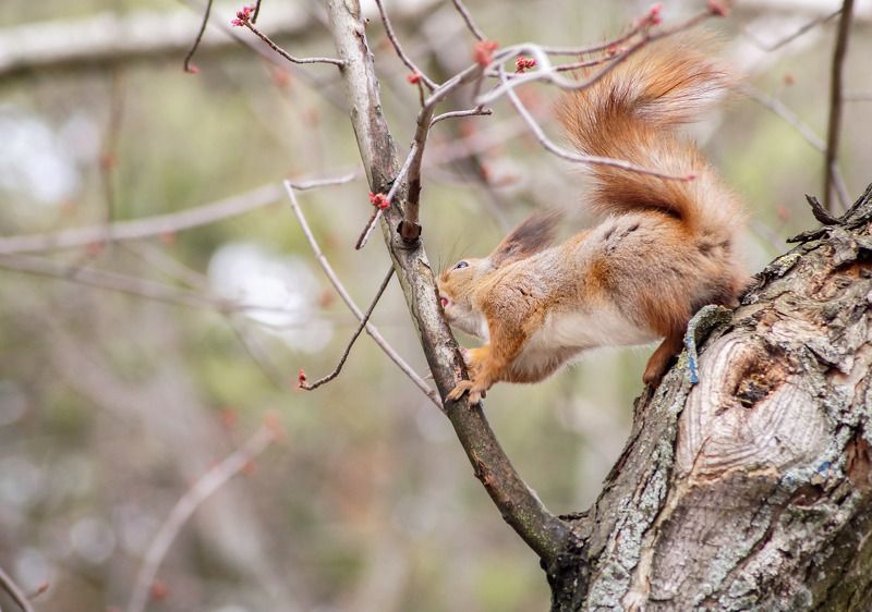 Весна. Время слизывать сок фото превью