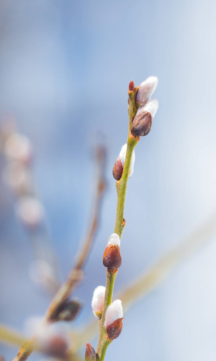 , Хвойнова Елена
