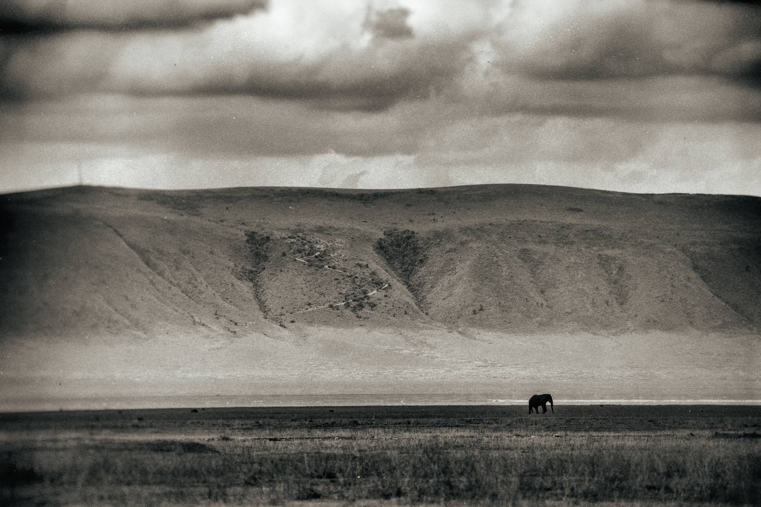 животные, слоны, танзания, нгоро-нгоро, одиночество, animals, animalphoto, animalist, Станислав Дроздов