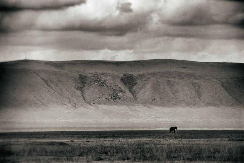 животные, слоны, танзания, нгоро-нгоро, одиночество, animals, animalphoto, animalist Одиночество фото превью