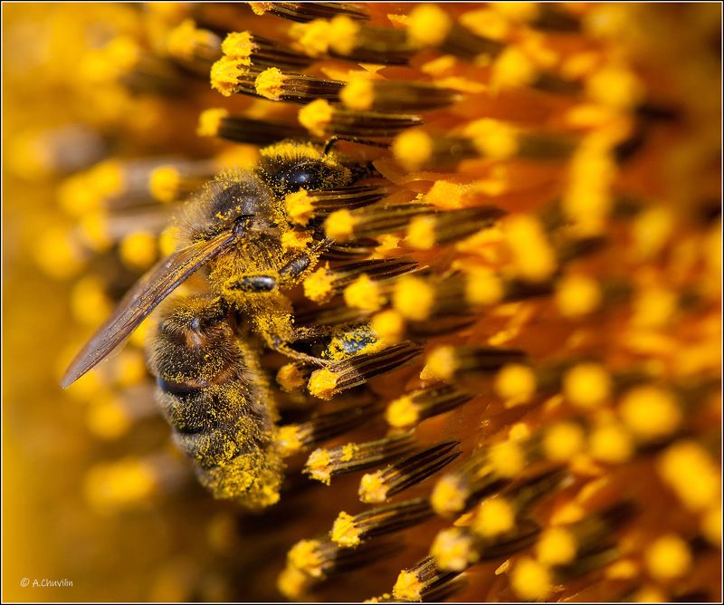 пчела,подсолнух,сладкий,денёк,солнце Сладкий денёк фото превью