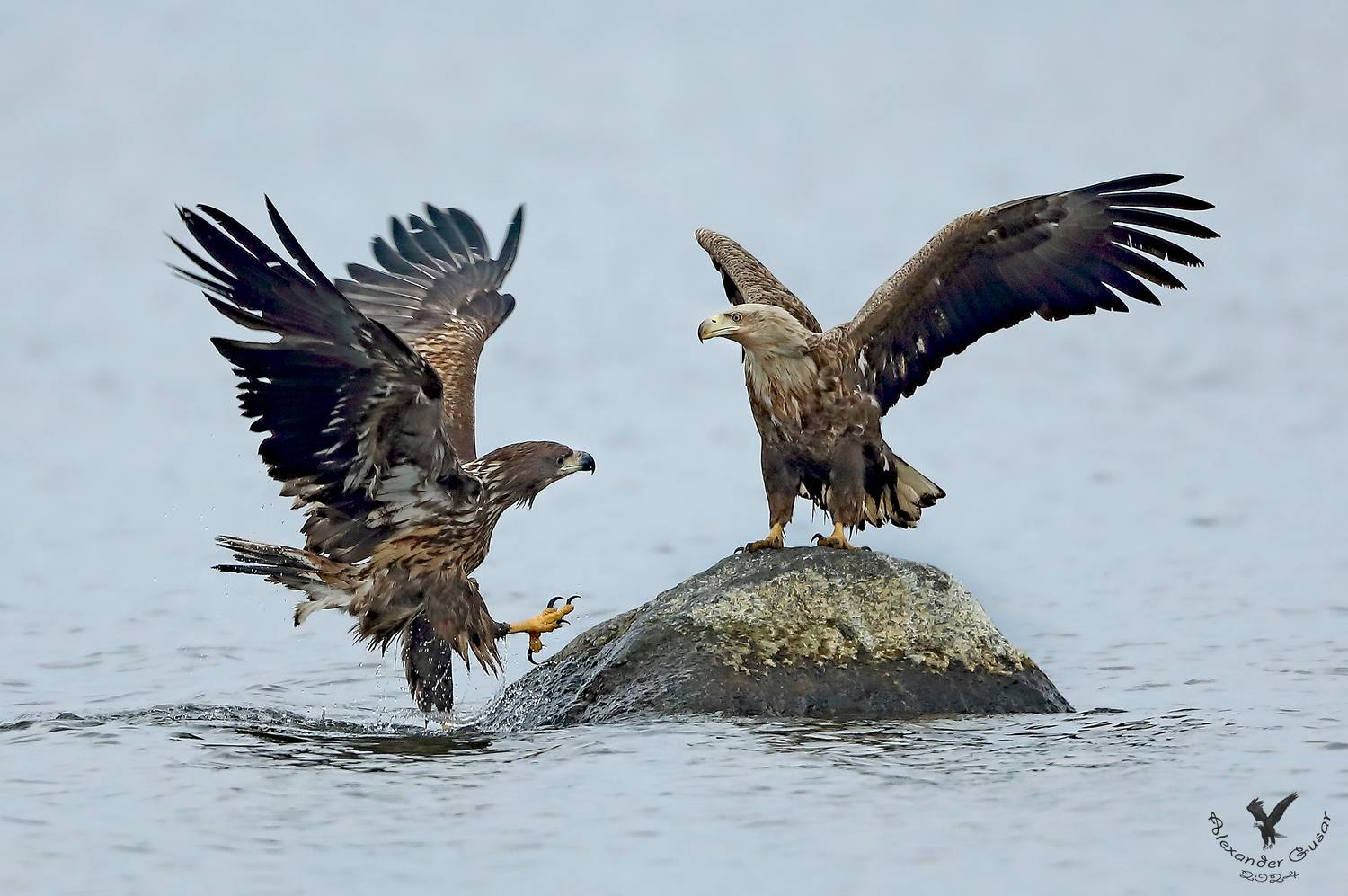 орлан белохвост., Гусар Александр