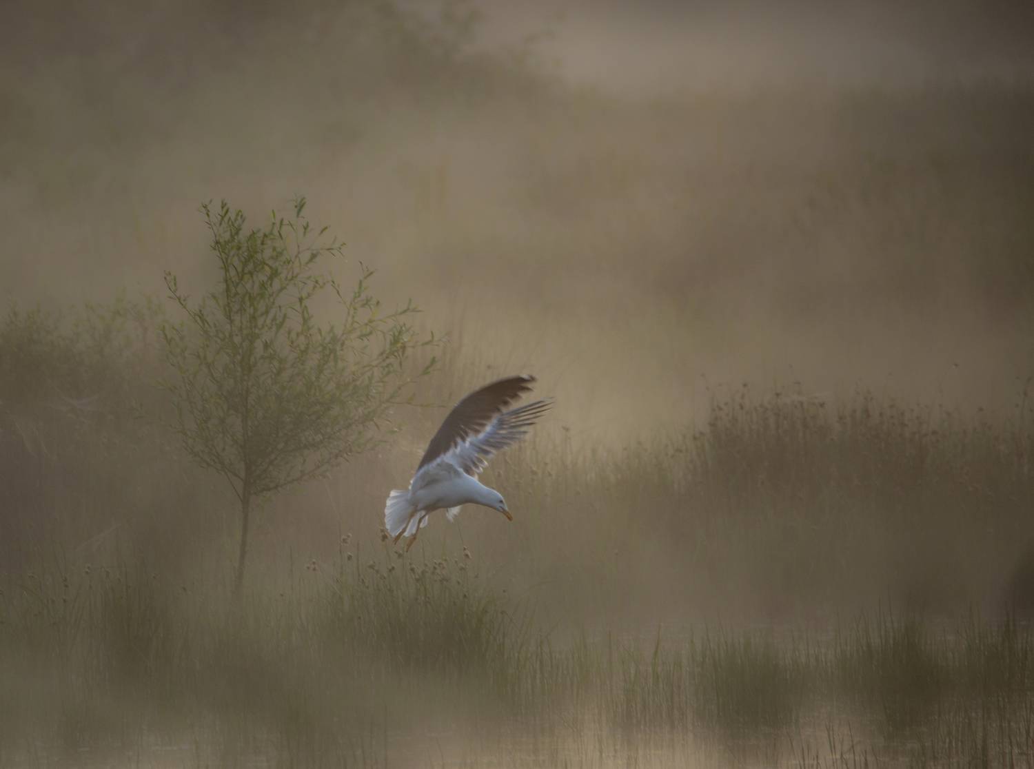 dawn, seagull, birds, animals, water, lake, fog, sunrise, nature, PIOTR CZARNIECKI