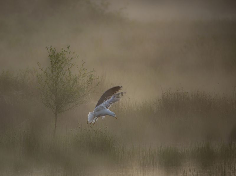 dawn, seagull, birds, animals, water, lake, fog, sunrise, nature dawn фото превью