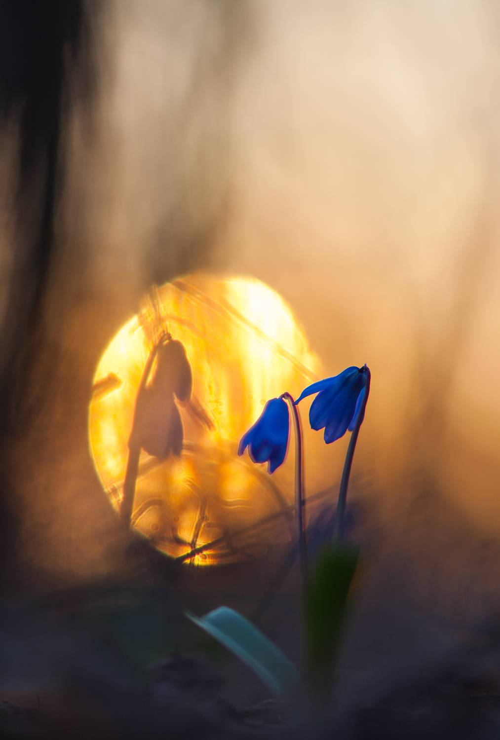 , Викулов Николай