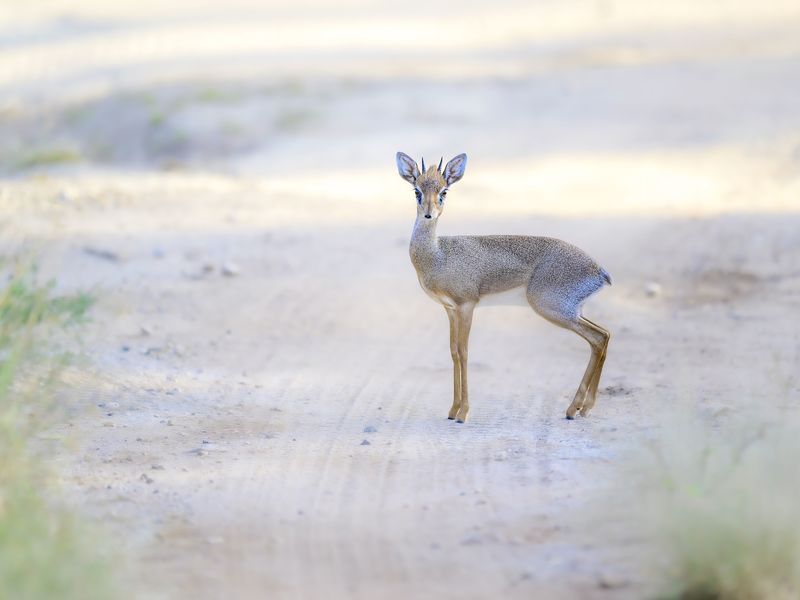 Antelope Dik Dik фото превью