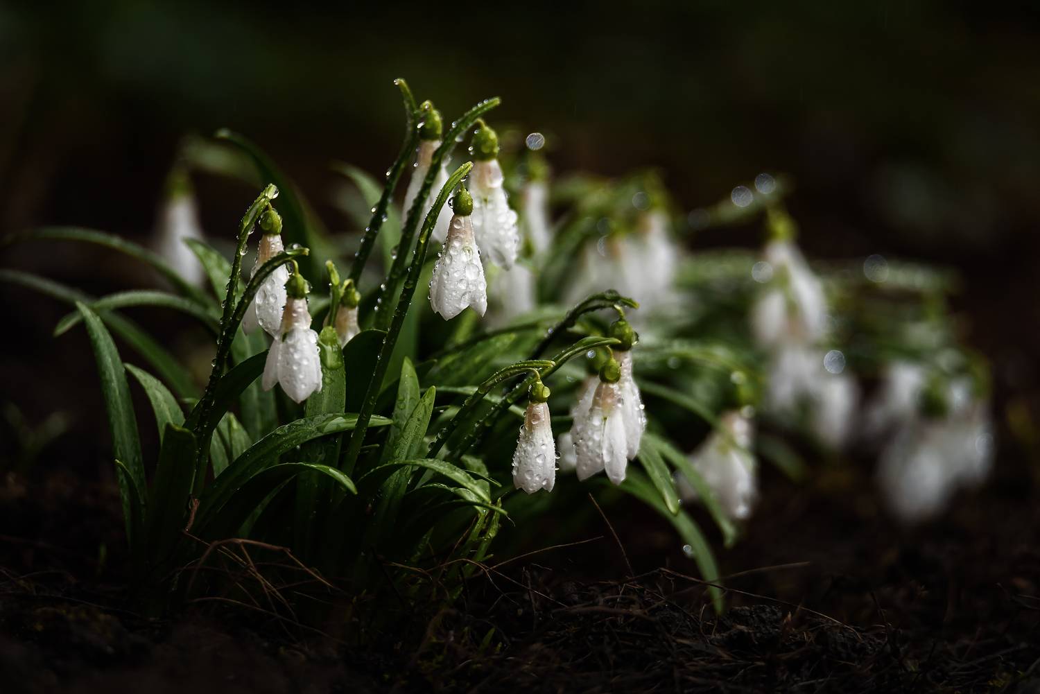 Кавказ, весна, весенний лес, пролески, цветы, флора, подснежники, Zakharov Armen