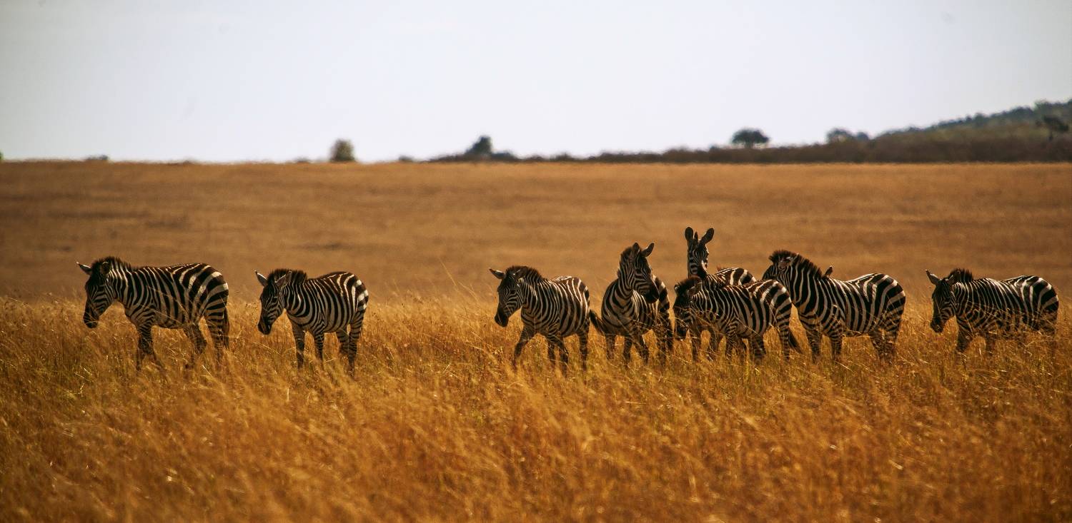Зебра Кения, Lilia Tkachenko