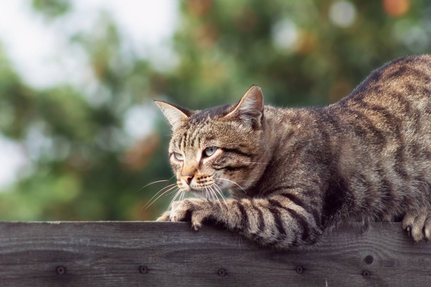 дачный кот, Александр Канцур