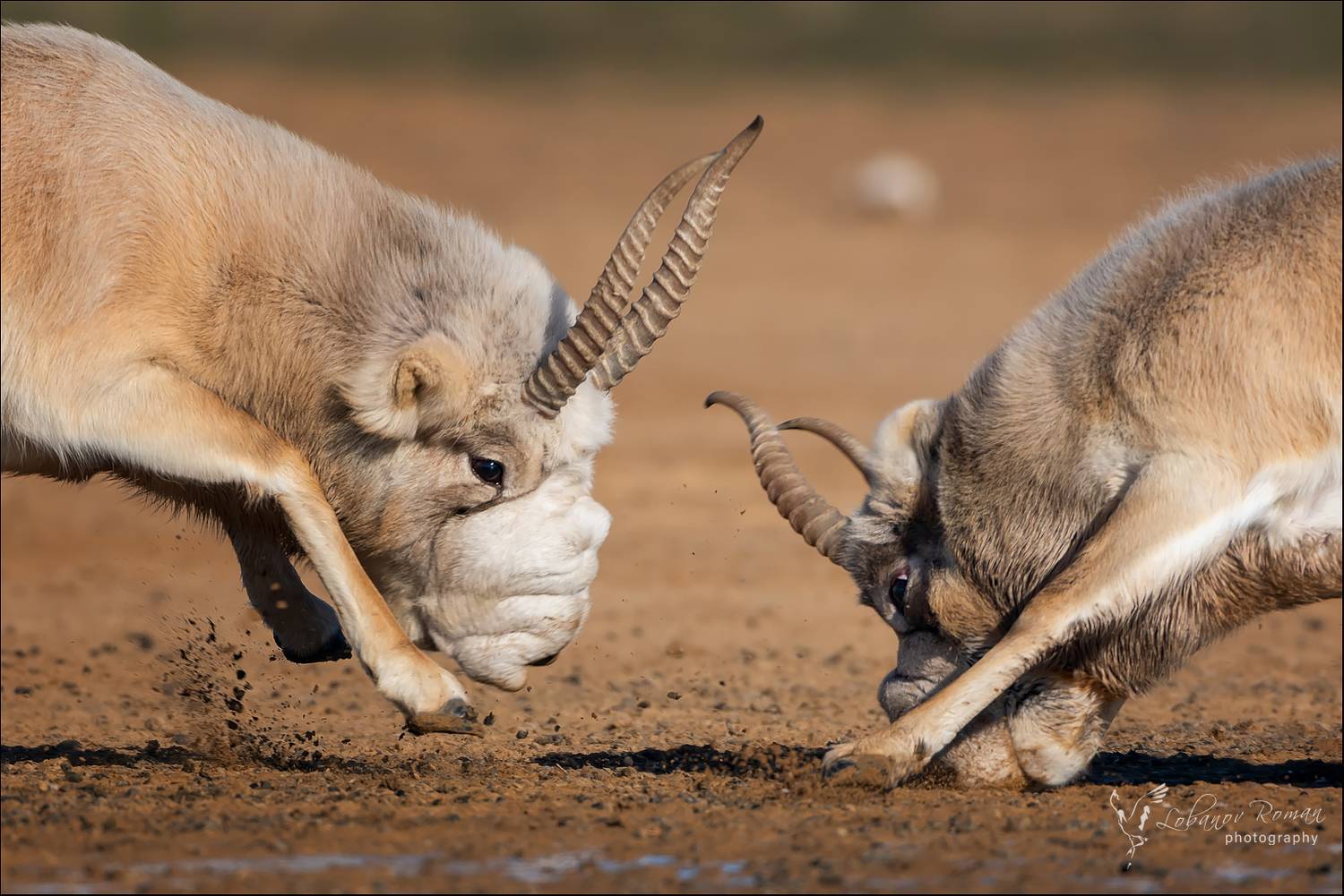 , Лобанов Роман