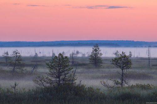 Розовое туманное утро
