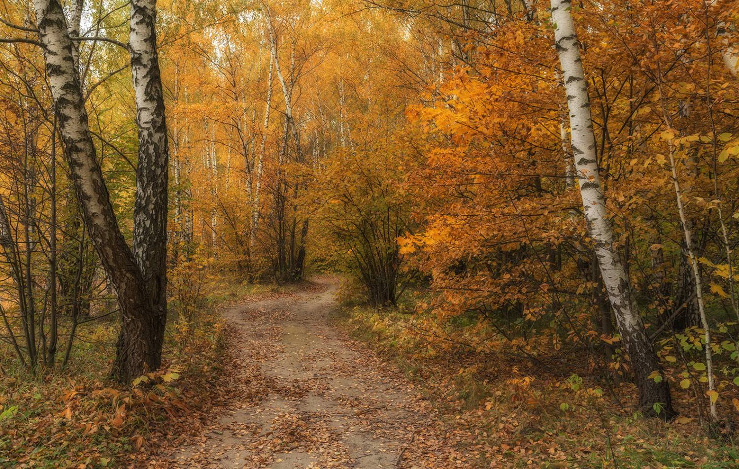 , Анатолий Зверев