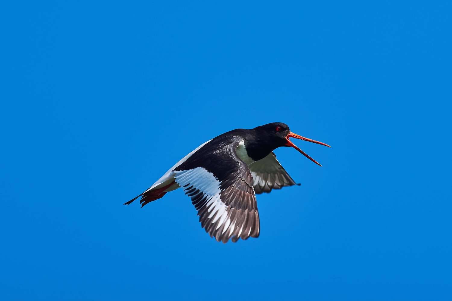 volgograd, russia, wildlife, bird, birds, birdswatching, , Павел Сторчилов