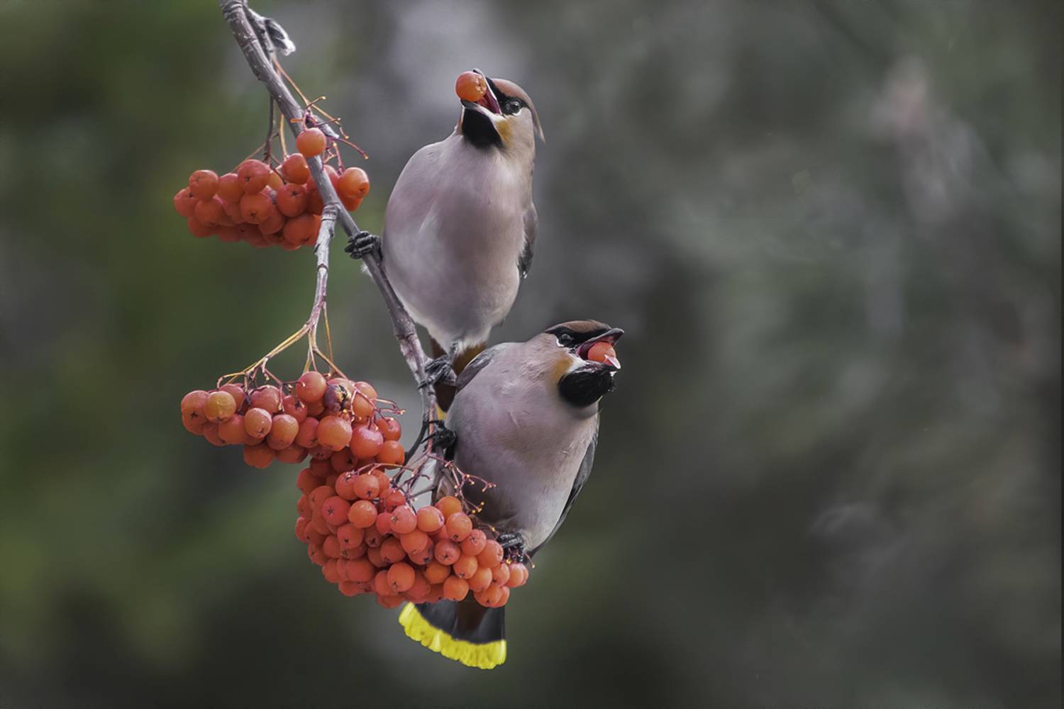 птица, свиристели, ягоды, лес, Сытина Наталия