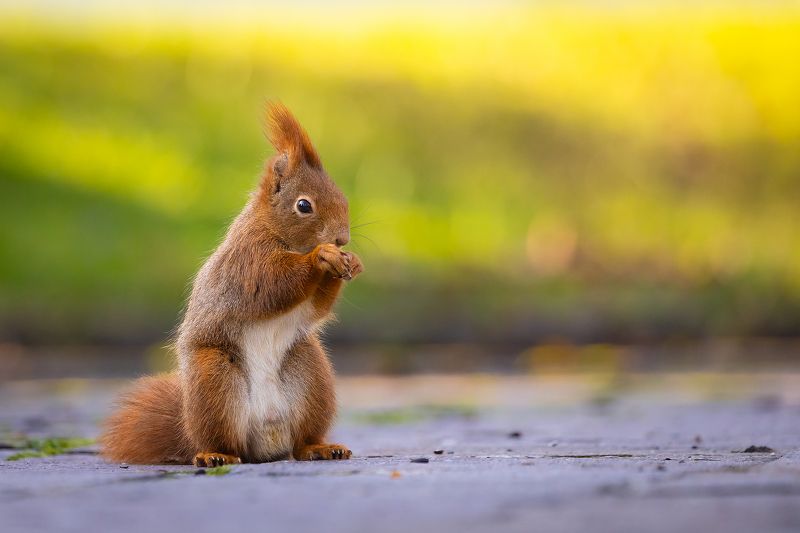 Squirrel фото превью