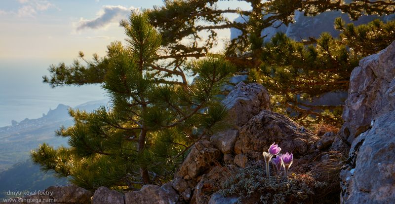 пейзажемагьё Горное гнездо и его обитатели фото превью