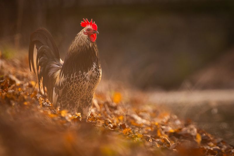Cock фото превью