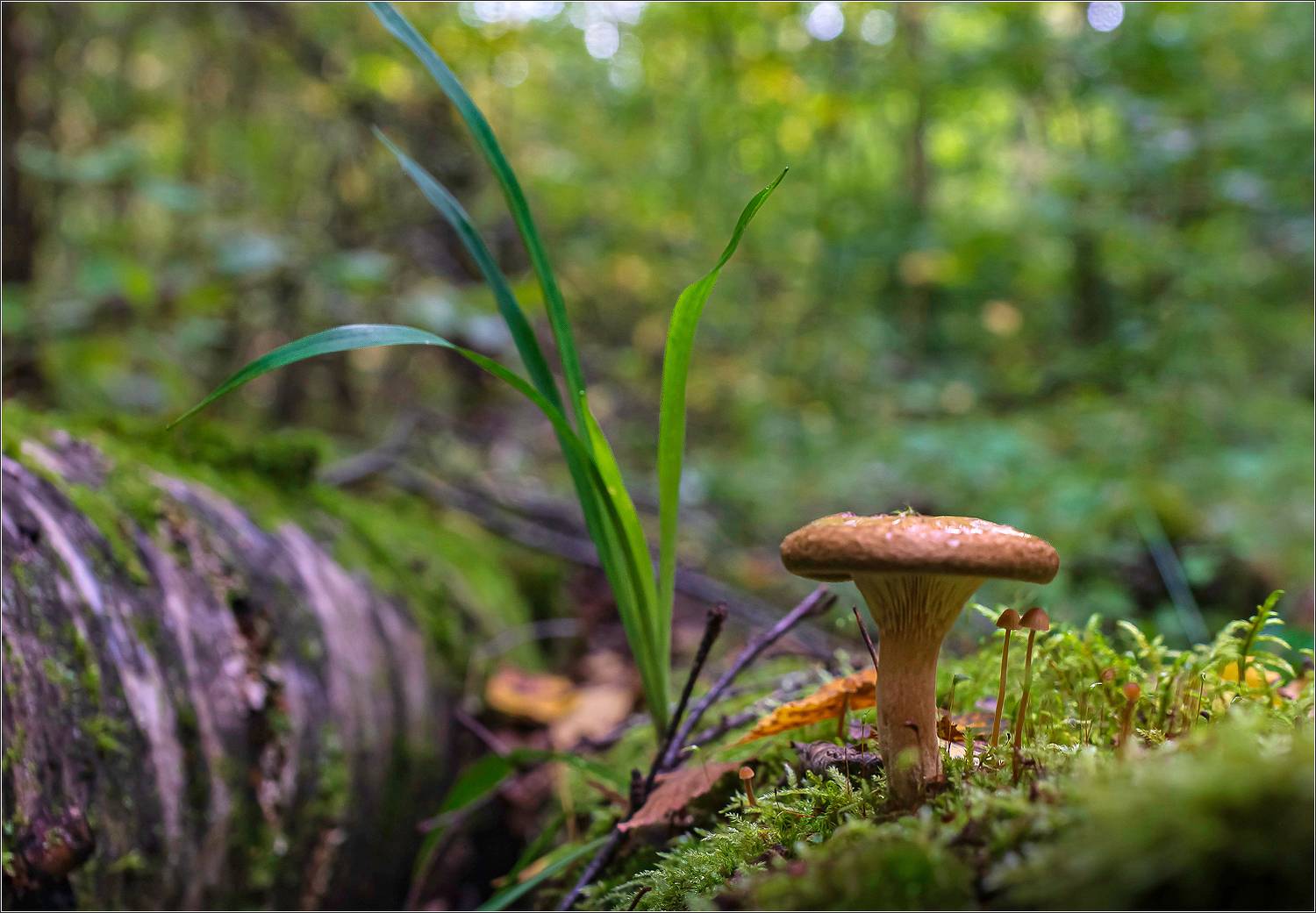 макро,природа, Виктор Парщиков