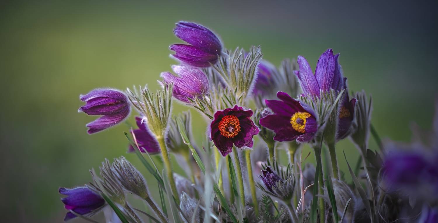 сон- трава  Торбеево утро, Зеленько Дмитрий
